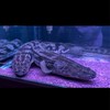 小江水族工作室交流競標群