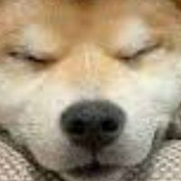 yyh柴柴教團