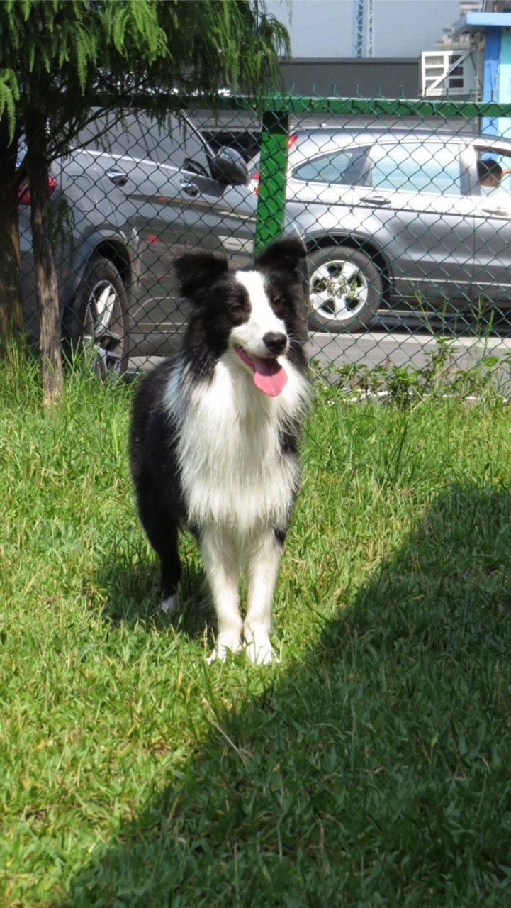 爽狗時光。寵物用品零售團購