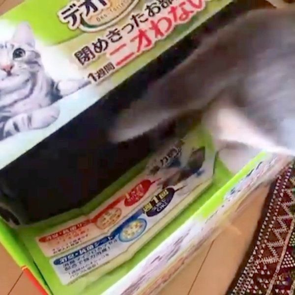 誤食に注意 猫が口に入れると危険な 植物 とは