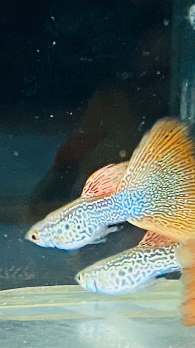 孔雀魚/水族/爬蟲/澤龜/陸龜-疑難雜症、飼養交流