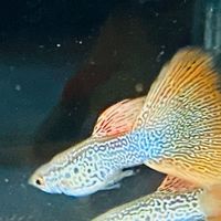 孔雀魚/水族/爬蟲/澤龜/陸龜-疑難雜症、飼養交流