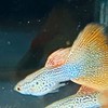 孔雀魚/水族/爬蟲/澤龜/陸龜-疑難雜症、飼養交流
