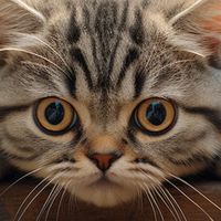 IT test