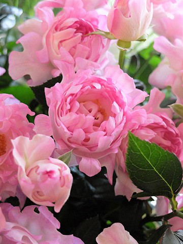 入手困難な大人気のバラ 見たことのない花形に フローリストも大注目 家庭画報 Com