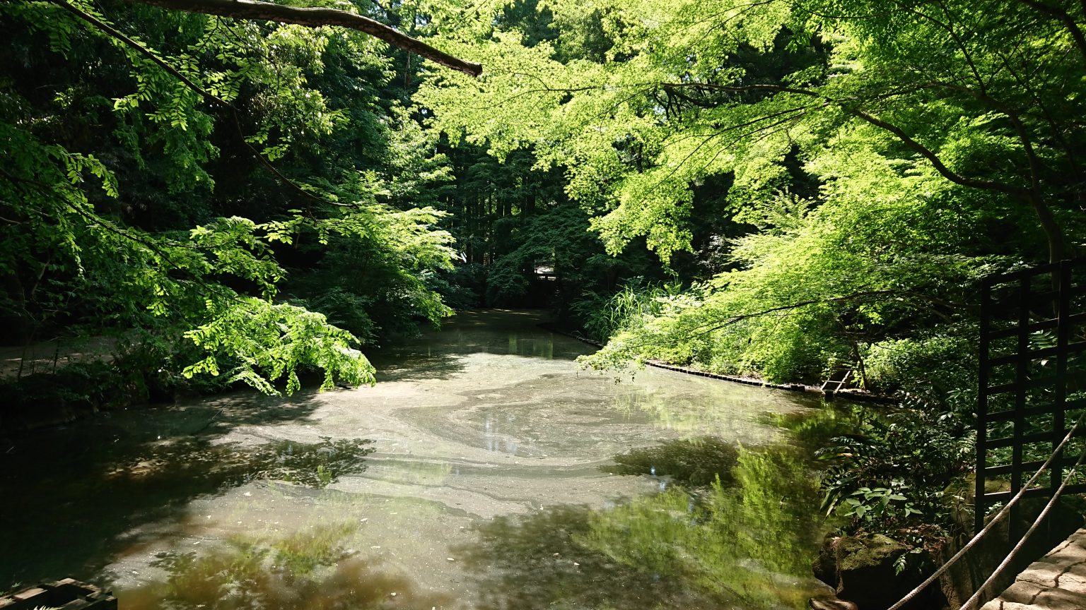 夏季日本避暑方案來場森林浴吧 6