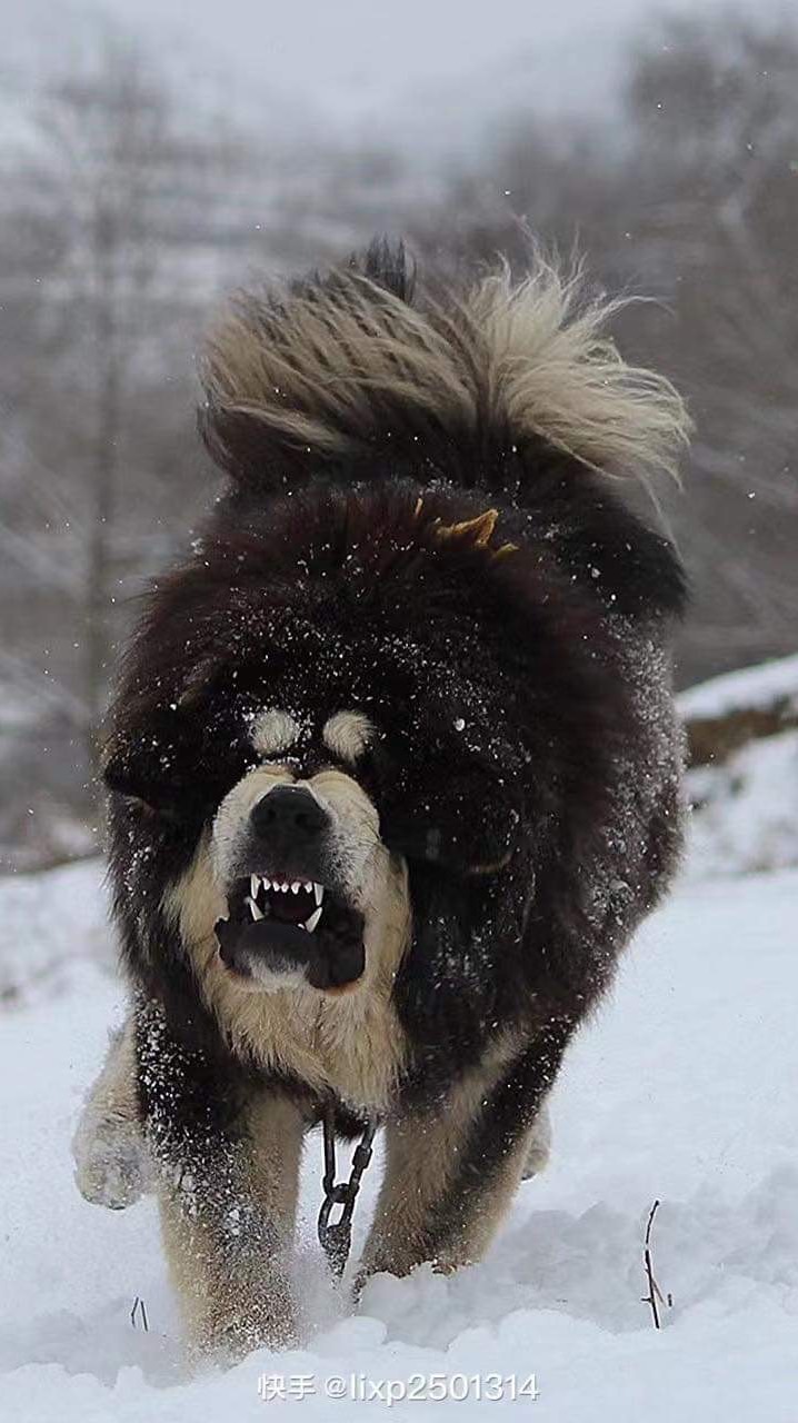 西藏獒犬.青藏高原藏獒專屬社群