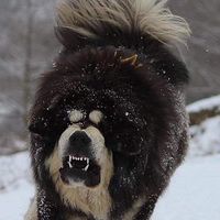 西藏獒犬.青藏高原藏獒專屬社群