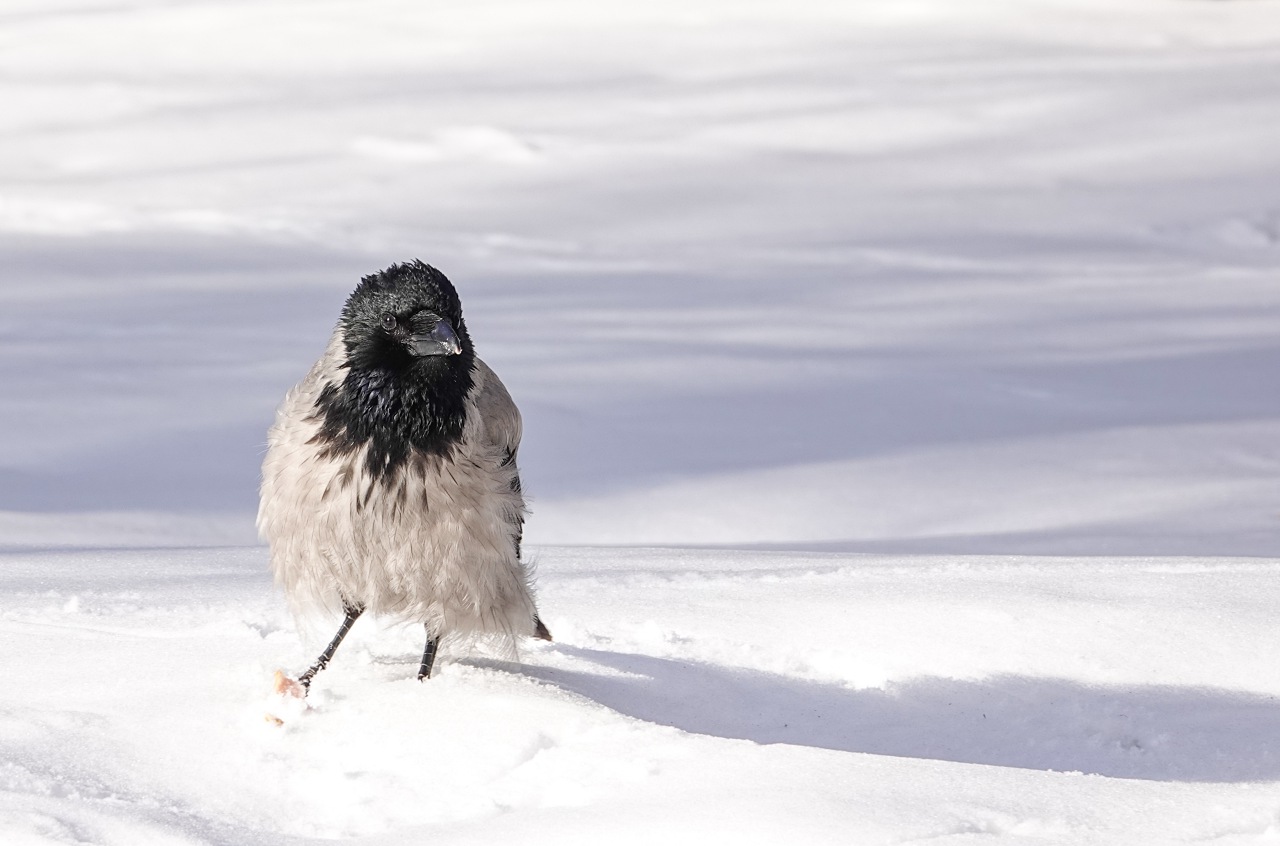旅遊攝影師貝琪梨的極地遠征！Sony RX10 IV 極光 / 飛羽實戰拍攝分享