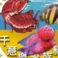 千意樂水族龍魚精品