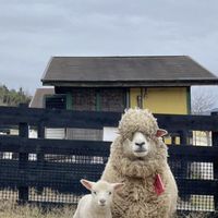 東の国・ハーフィズ