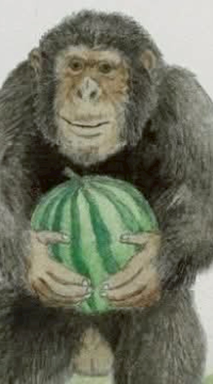 ลิงอุ้มแตง🍉🍉