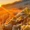 日大生物資源科学部アグリサイエンス学科