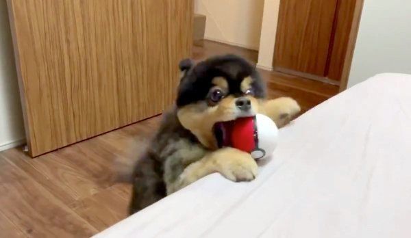 モンスターボール を投げまくる犬に反響