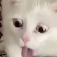 ꒰𝐆𝐞𝐧𝐬𝐡𝐢𝐧 𝐏𝐢𝐜𝐭𝐮𝐫𝐞 𝐆𝐫𝐨𝐮𝐩৲✿