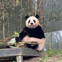 MiA愛寶樂園寶家族系列現貨+代購 5/10愛寶連線