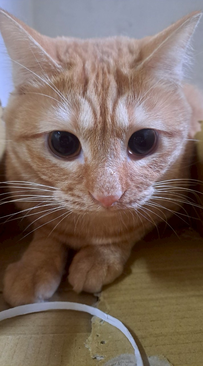 蛋黃喵喵🐈🐈