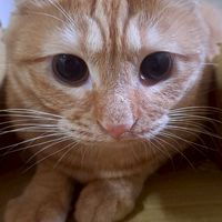 蛋黃喵喵🐈🐈