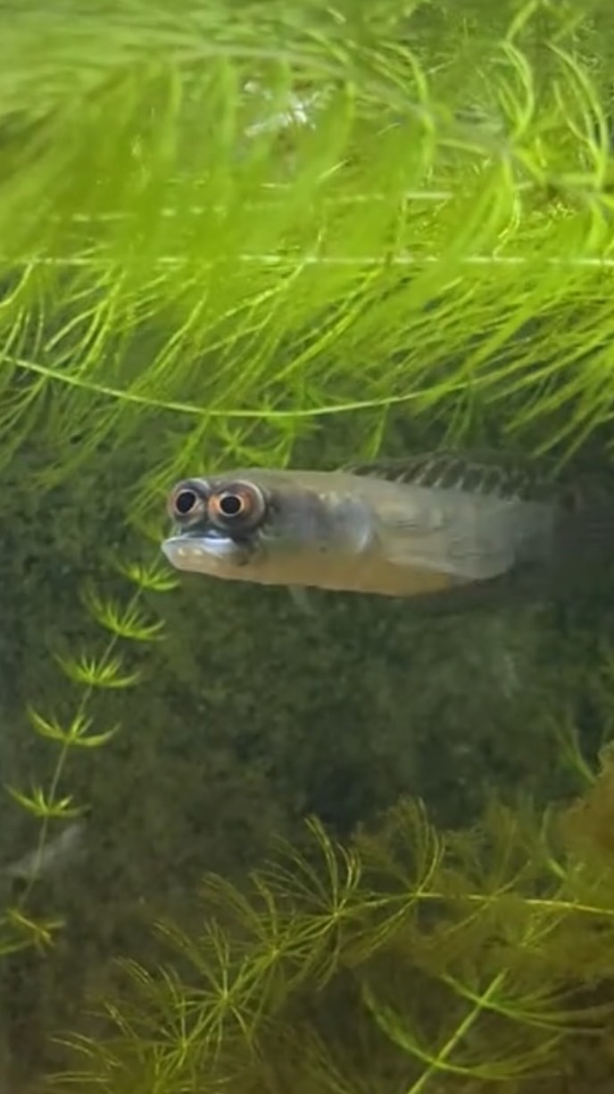 野小孩撈魚日記🐡