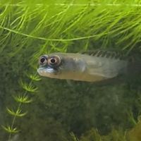 野小孩撈魚日記🐡