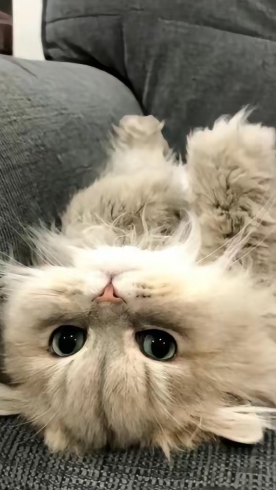 แมวเหมียว