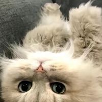 แมวเหมียว
