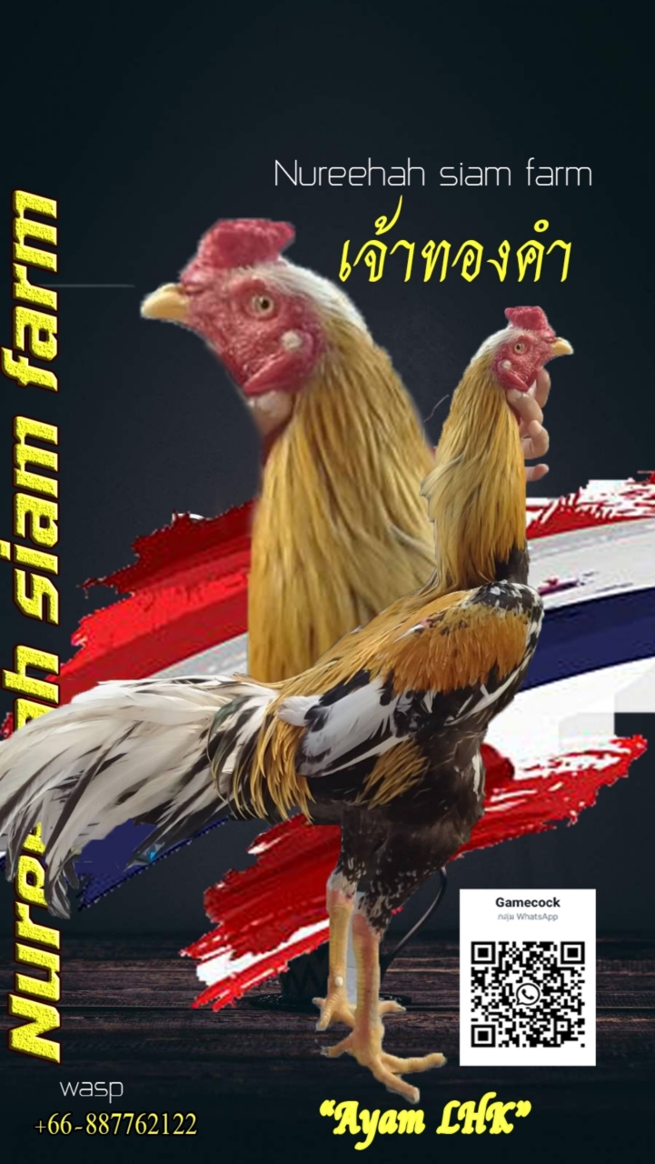 Gamecock siam