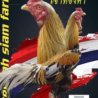 Gamecock siam