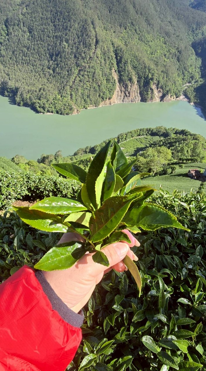 享茗台灣高山茶鮮果農產品集貨區