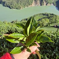 享茗台灣高山茶鮮果農產品集貨區