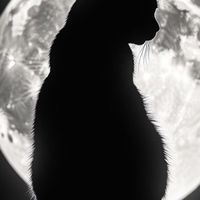 FARM Moonlight🌜🌚🦊