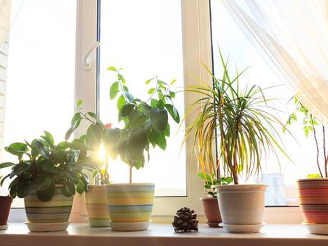 育て方を間違えるとすぐ枯れる 観葉植物栽培の3つの落とし穴 オリーブオイルをひとまわしニュース