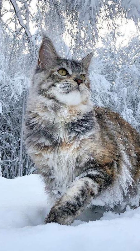 🔮沉夢似幻❄️（建設中歡迎幫忙