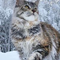🔮沉夢似幻❄️（建設中歡迎幫忙