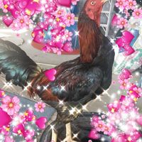 กลุ่มซื้อขายไก่ชนไม่จำกัดการลงขาย ไม่มีบล็อค