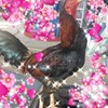 กลุ่มซื้อขายไก่ชนไม่จำกัดการลงขาย ไม่มีบล็อค