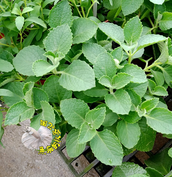 [傳統大葉左手香 倒手香 一抹香盆栽] 5吋盆 活體香草植物盆栽　室外半日照佳