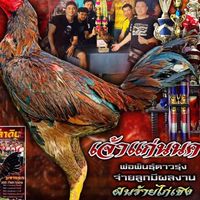 Fc หนุ่มแข้งทอง