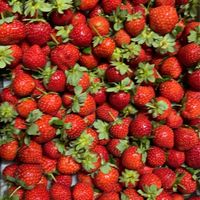幸福花之島冷凍草莓工坊
