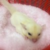 特寵交流、討論區