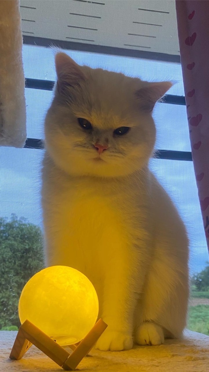 ลูกของเชลซี🐱🐈💗