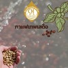 ผู้สมัครขอใช้ตรา GI กาแฟเทพเสด็จ