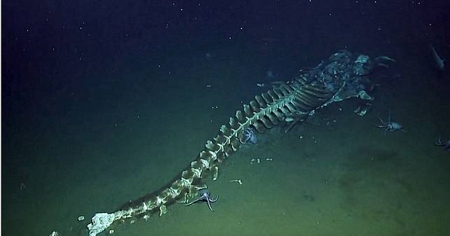 美海洋團隊曝光罕見「鯨落」現場　5公尺鯨屍遭海底生物蠶食