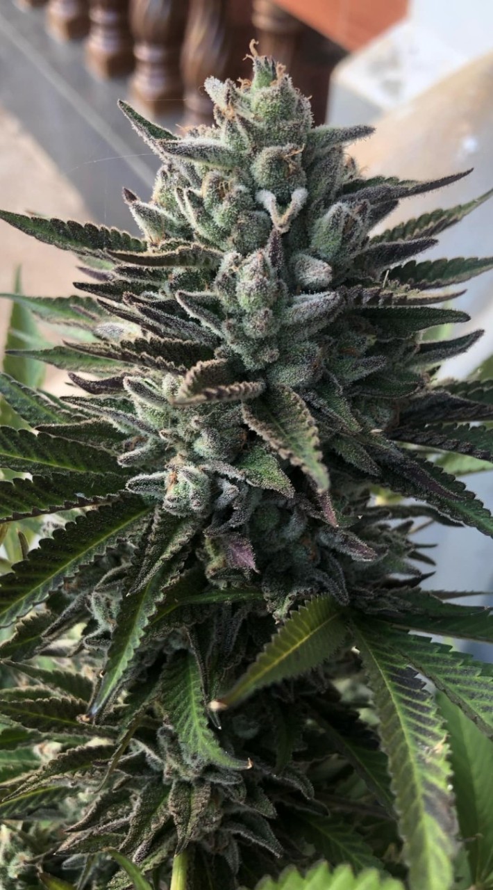 ซื้อขายกัญชา420ดอกทริมโลขีด