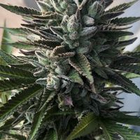 ซื้อขายกัญชา420ดอกทริมโลขีด