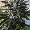 ซื้อขายกัญชา420ดอกทริมโลขีด