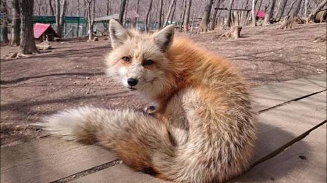 Mengunjungi Zao Fox Village Desa Yang Dihuni Rubah Perak Menggemaskan