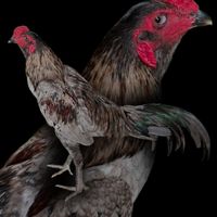 🐓เล้าไก่ดวงมณี🐓