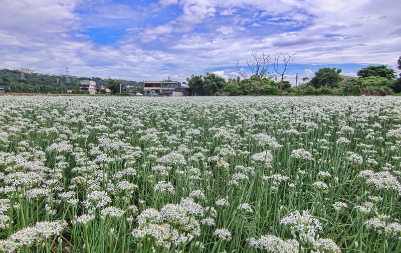 九月雪限定2022全台韭菜花田景點推薦