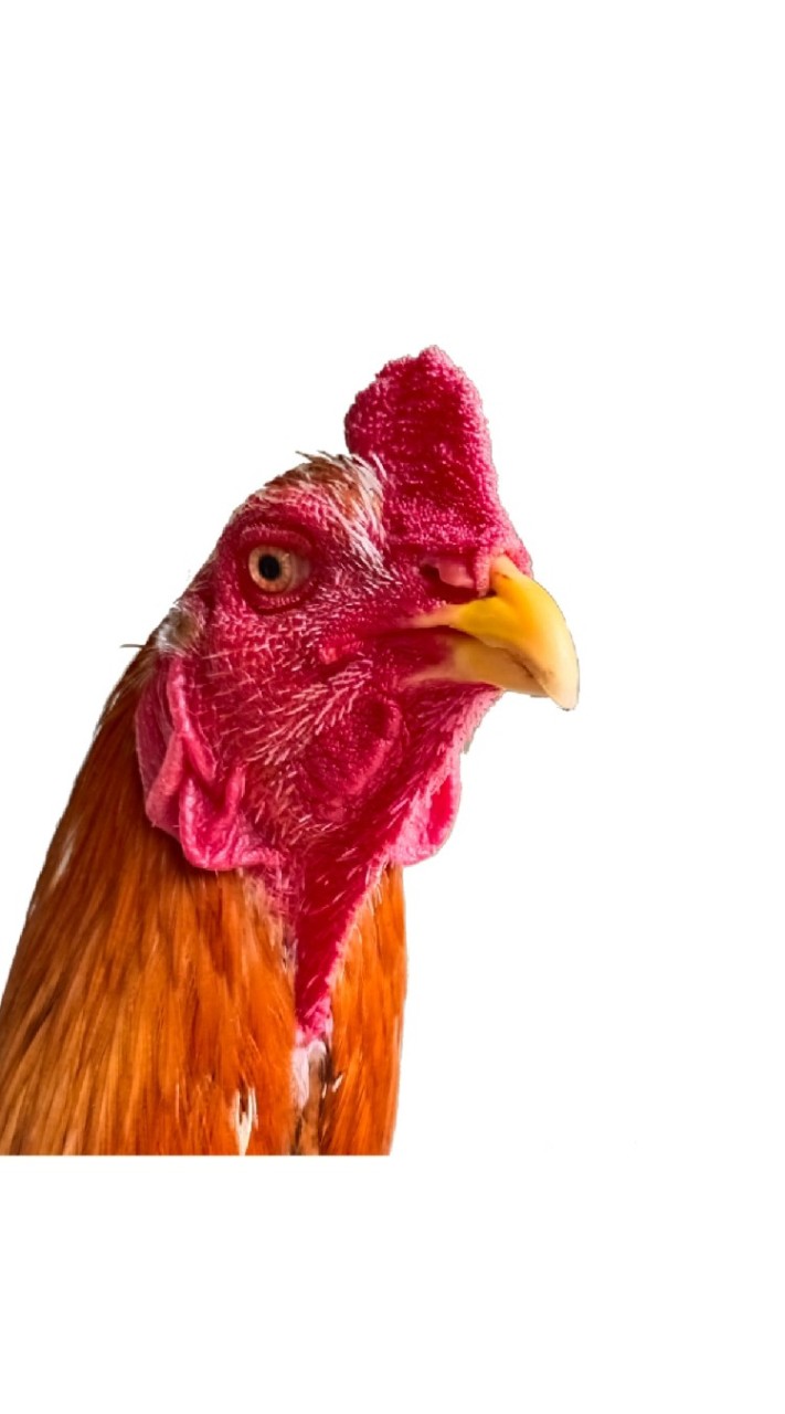 กลุ่มรักไก่เหลืองหางขาว ไก่พระนเรศวร ไก่ประจำชาติไทย